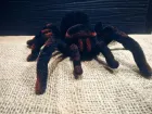 Павук Тарантул на радіоуправлінні з очима 30 см Cute Sunlight 871 Tarantula