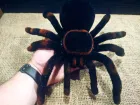 Павук Тарантул на радіоуправлінні з очима 30 см Cute Sunlight 871 Tarantula