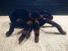 Павук Тарантул на радіоуправлінні з очима 30 см Cute Sunlight 871 Tarantula